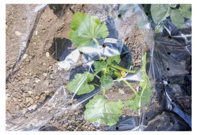 Produktbild von Tomatenreifehaube 0,65x10m