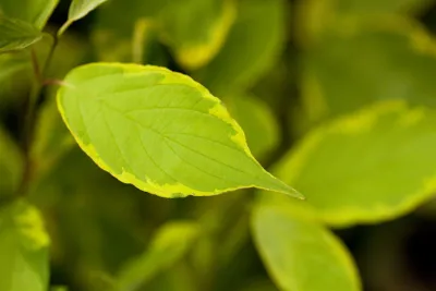 Produktbild von Cornus alba 'Spaethii', Weißer Hartriegel, gelb-grün, 60–100 cm