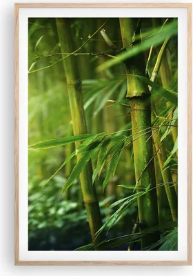 Produktbild von Gerahmtes Poster - Rahmen in heller Eiche - Bambus Pflanze - 61x91,5 cm - Wand Bild - Wanddeko - Wandbilder - Kunstposter - Wandposter - Bilderrahmen - Bilder - Kunstdruck - Wandbild - P2NPA61x91-3558