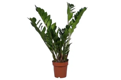 Produktbild von Glücksfeder Zamioculcas 50cm Zimmerpflanze