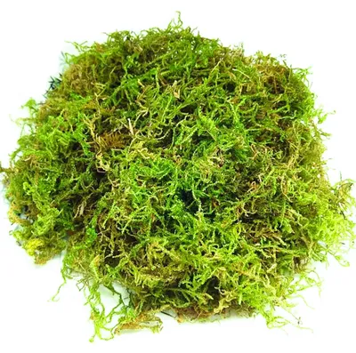 Kunstmoos 200 g – natürliches Waldmoos für Dekoration & Basteln