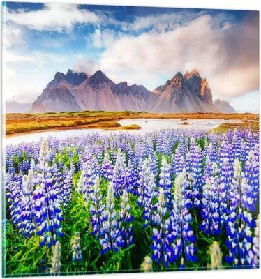 Produktbild von Bilder auf glas - Berge Wiese Blumen - 40x40cm - Glasbilder - Wandbilder - Kunstdruck - zum Aufhängen bereit - Wanddekoration aus Glas - Glas Bilder - Wandbild auf Glas - Einteilig - GAC40x40-4114