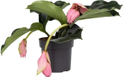 Produktbild von Rosenmedinilla - Medinilla magnifica - Höhe 40-50cm - ⌀17cm