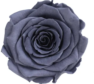 Produktbild von Infinity Rose L Ø5cm konserviert stabilisiert haltbar Rosenkopf ewige Rosenblüte 1 St. Grau (gry01)