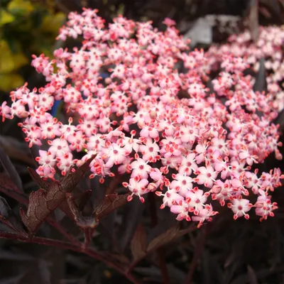 Produktbild von Schwarzer Holunder Sambucus nigra 'Black Lace'® im 5 Liter Container 40-60 cm