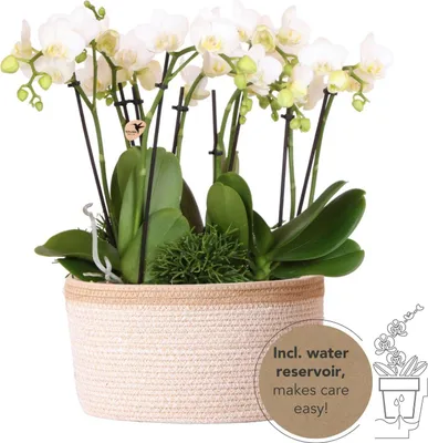 Obrázok produktu pre Sada bielych rastlín v bavlnenom košíku: 3 orchidey Amabilis (priemer 9 cm) a 3 zelené rastliny