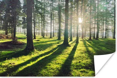 Produktbild von MuchoWow® Poster Bäume - Natur - Wald 60x40 cm - Schlafzimmerdekoration
