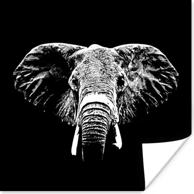 Produktbild von MuchoWow® Poster Elefant - Tiere - Schwarz - Weiß 50x50 cm - Wohnzimmerdekoration