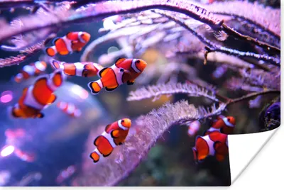 Produktbild von MuchoWow® Poster Ein Schwarm von Anemonenfischen im Wasser 90x60 cm - Schlafzimmer