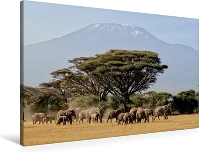 Produktbild von Calvendo Textil-Leinwand 90 cm x 60 cm quer Majestätische Tiere vor dem Berg der Berge: Elefanten vor dem Kilimandjaro ! Kenia, Michel Susan; 7364380