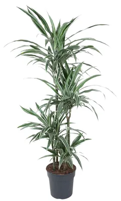 Zdjęcie produktu dla Dracaena warneckei - 150 cm - Ø24