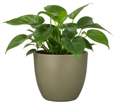 Produktbild von Floran Blumentopf/Pflanztopf Boule - grun - Keramik - D19.5 x H17 cm