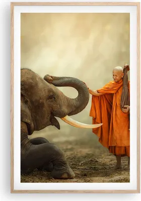 Produktbild von Gerahmtes Poster - Rahmen in heller Eiche - Elefant Mönch Stoßzahn - 61x91,5 cm - Wand Bild - Wanddeko - Wandbilder - Wandposter - Bilderrahmen - Bilder - Kunstdruck - Wandbild - P2NPA61x91-3484