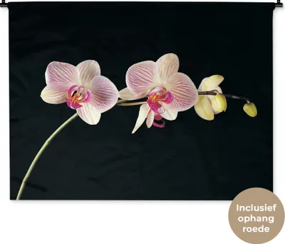 Produktbild von MuchoWow® Wandteppich Wandbehang Orchidee - Blumen - Schwarz - Rosa - Knöpfe 150x112 cm Tapisserie Dekoration Wandtuch - Wanddecke - Wandteppiche