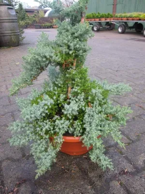 Produktbild von Japanischer Kriechwacholder Nana - Juniperus procumbens - 60-80cm