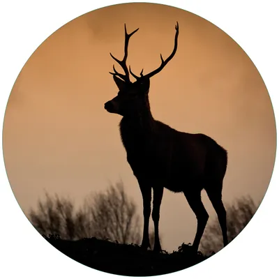 Produktbild von Wallario Premium Glasbild, freischwebende Optik, kräftige Farben, rund 50cm Durchmesser, Motiv Rothirsch am Abend
