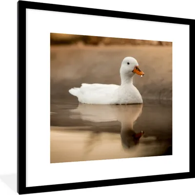 Produktbild von MuchoWow® Gerahmtes Poster Ente - Vogel - Wasser - Weiß 40x40 cm - Poster mit Schwarzem Bilderrahmen Wandposter Rahmen Foto Bilder - Poster - Plakat im Rahmen