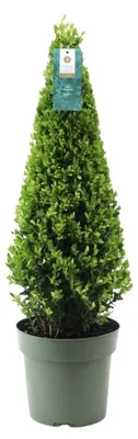 Produktbild von Plants by Frank | Echte Stechpalme Pyramide | Ilex Crenata 'Jenny' Pyramide | Buchsbaum Ersatz | Ilex | Gartenpflanzen | Buchsbaum | Herbst Pflanzen