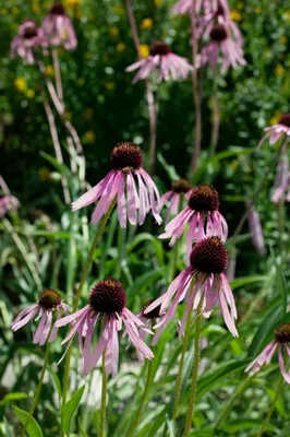 Zdjęcie produktu dla Echinacea pallida, blassrosa, ok. 9x9 cm Topf