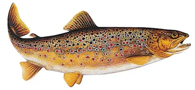 Produktbild von Jenzi Fisch Aufkleber ca.15cm Bachforelle