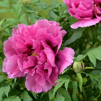 Image de Paeonia suffruticosa « pink » – Pivoine arbustive rose, hauteur 20 cm, pot de 1 litre