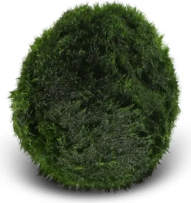 Zdjęcie produktu dla Eco Plant Marimo Ball Moss - gałęzatka 4 - 5cm Eco Plant