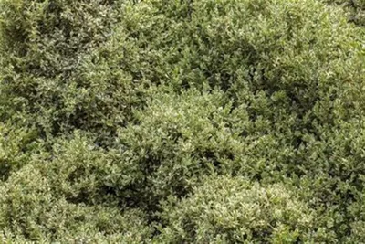 Produktbild von Buxus sempervirens 'Elegantissima', Buchsbaum, weiß-grün, 30–40 cm