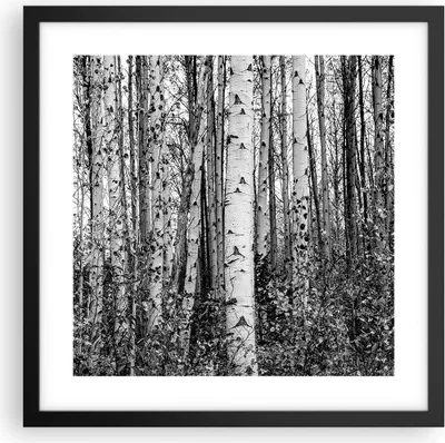 Produktbild von Gerahmtes Poster - Schwarzer Rahmen - Birken Wald Monochrom - 40x40 cm - Wand Bild - Wanddeko - Wandbilder - Kunstposter - Wandposter - Bilderrahmen - Bilder - Kunstdruck - P2BAC40x40-4643