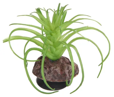 Produktbild von Hobby Terra Succulent 5 - Höhe 8cm