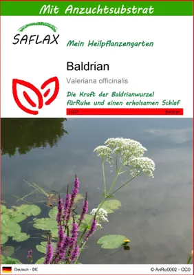 Produktbild von SAFLAX - Baldrian - Valeriana officinalis - 200 Samen - Mit keimfreiem Anzuchtsubstrat