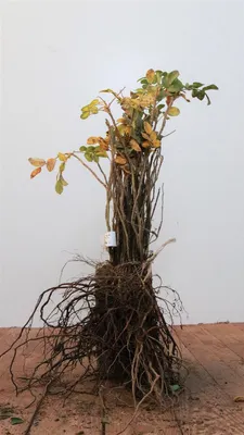 Produktbild von Rosa rugosa 'Alba', Kartoffelrose, weiß, 15–30 cm
