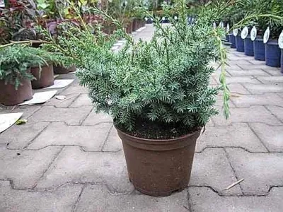 Produktbild von Juniperus chinensis Blue Alps - Strauchwacholder - 25-30