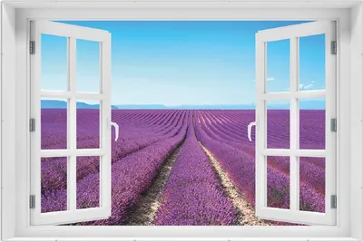 Produktbild von Wallario Wandbild mit Fenster-Illusion: Lavendelfeld unter blauem Himmel, Größe: 61 x 91,5 cm, Poster mit rahmenlosen Bildhalter