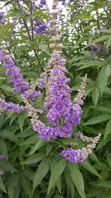 Image de Vitex agnus-castus / Arbre au poivre