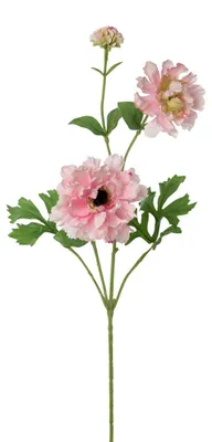 Produktbild von Künstlicher Ranunkelzweig ca. 71cm. Kunstblume Ranunkel. Rosa