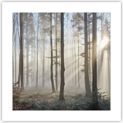 Produktbild von Poster - Poster ohne Rahmen - Wald Baum Natur - 40x40 cm - Wand Bild - Wanddeko - Wandbilder - Kunstposter - Wandposter - Bilder - Kunstdruck - Wanddekoration - Wandbild - P2XAC40x40-3749