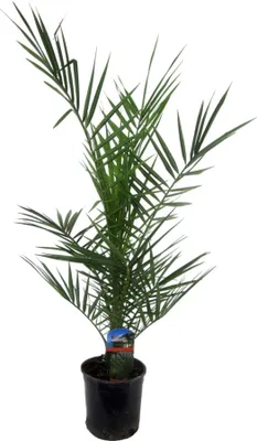 Obrázek produktu pro Trendyplants - Phoenix Canariensis - Odolná - Zahradní rostlina - Výška 80-100 cm - Velikost květináče Ø15cm