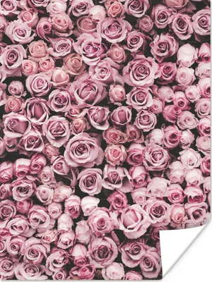 Produktbild von MuchoWow® Poster Blumen - Rosen - Natur - Rosa - Botanisch 90x120 cm - Wohnzimmer