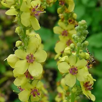 Immagine prodotto di 6 x Verbasco  - Verbascum nigrum 'Album'  | Vaso 9 cm x 9 cm