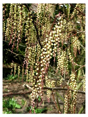 Produktbild von Stachyurus praecox Pflanze 25-30cm