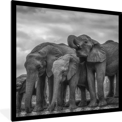 Produktbild von MuchoWow® Gerahmtes Poster Wasser trinkende Elefanten in Schwarz-Weiß 40x40 cm - Poster mit Schwarzem Bilderrahmen Wandposter Rahmen Foto Bilder - Mit Rahmen - Wanddekoration Schlafzimmer