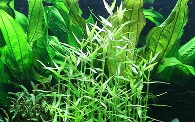 Produktbild von Aquariumpflanze Murdannia keisak Bambus Tropica Nr.135 Aquarium Wasserpflanzen