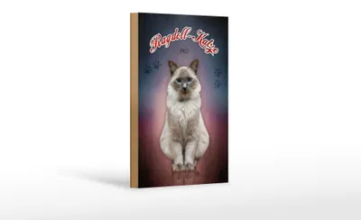 Produktbild von Holzschild Katze 18x12cm Ragdoll Katze 1960 Wanddeko