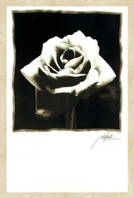 Produktbild von Black & White - Poster - Schwarze Rose Version 2 + Wechselrahmen, Shinsuke® Maxi MDF Eiche, Acryl-Scheibe