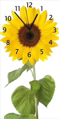 Produktbild von Wallario Design Wanduhr bedruckt, Größe 30 x 60 cm, Motiv: Sonnenblume