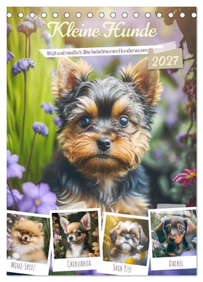 Produktbild von Kleine Hunde. Süß und niedlich. Die beliebtesten Hunderassen (Tischkalender 2027 DIN A5 hoch), CALVENDO Monatskalender