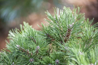 Produktbild von Pinus uncinata, Berg-Kiefer, 20–25 cm