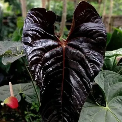 Zdjęcie produktu dla Anthurium (Anthurium chamberlainii X) – 1 wykiełkowane nasiono