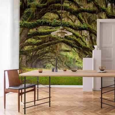 Produktbild von Vlies Fototapete - Tree embrace 250x175 cm Landschaften b-A-0174-a-d