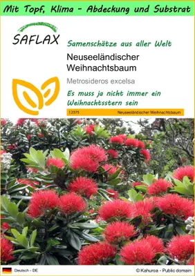 Produktbild von SAFLAX Garden to go - Neuseeländischer Weihnachtsbaum - Metrosideros excelsa - 300 Samen - Mit Topf, Klima - Deckel und Anzuchtsubstrat